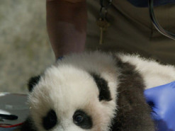 "Маленькое чудо". Зоопарк в Вашингтоне будет транслировать онлайн жизнь детеныша панды