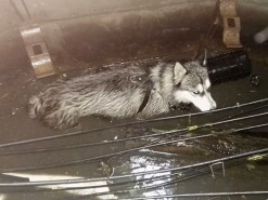 Виновник повреждения интернет-кабеля был пойман, накормлен и обогрет