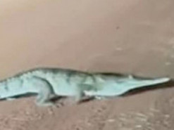 1,5-метровый крокодил стал звездой Сети из-за забавной манеры передвигаться