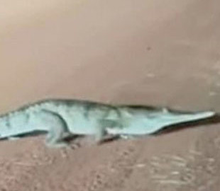 1,5-метровый крокодил стал звездой Сети из-за забавной манеры передвигаться