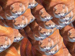 Пользователей интернета насмешил сытый кот