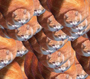 Пользователей интернета насмешил сытый кот