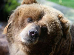 Ведмідь зняв цікаве відео на камеру, яку знайшов у лісі