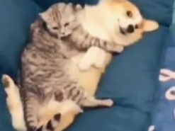 Сеть насмешил корги, обнимающийся с котом