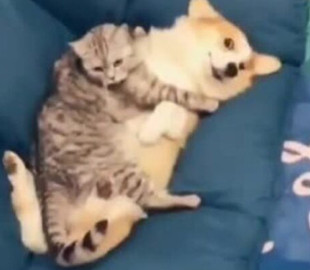 Сеть насмешил корги, обнимающийся с котом