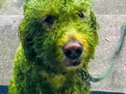 Белый пес побегал по свежескошенной траве и стал звездой интернета