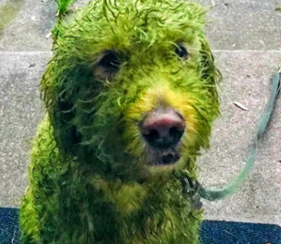 Белый пес побегал по свежескошенной траве и стал звездой интернета