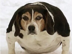 Сеть покорил пес, которому удалось существенно похудеть