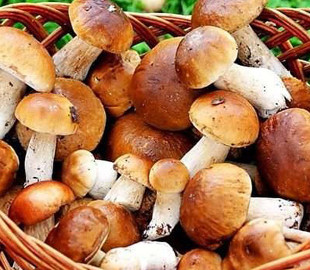 Жінка та підліток з Кропивницького району потрапили до лікарні через гриби