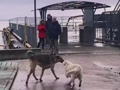 Сеть насмешила собака, встречающая друга-путешественника