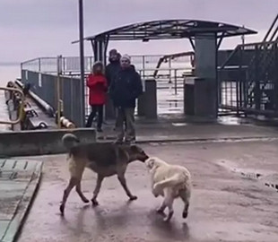 Сеть насмешила собака, встречающая друга-путешественника