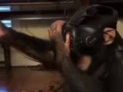 Обезьяна открыла для себя волшебный мир виртуальной реальности