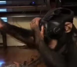 Обезьяна открыла для себя волшебный мир виртуальной реальности