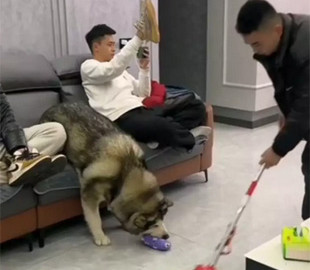 Когда ты очень хороший мальчик: самый воспитанный пес попал на видео