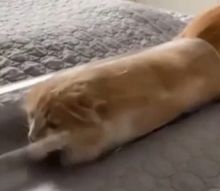 «Жидкий» рыжий кот без труда залез в вазу