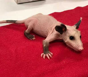 Лысый опоссум, обожающий одежду, стал звездой Сети (ФОТО)