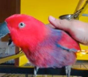 Видеохит: Попугай научился петь известную мелодию iPhone