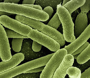 Інформацію про захворювання на холеру в Києві спростовують