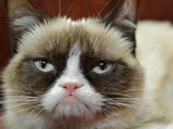 Владельцы прав на мем «Сердитый котик» выиграли в суде $710 000