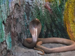 В Індії жінка знайшла живу кобру у посилці від Amazon