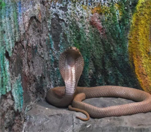 В Індії жінка знайшла живу кобру у посилці від Amazon