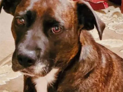 Грустная собачка из приюта покорила соцсети