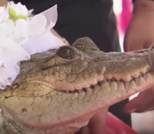 У Мексиці мер рибальського села взяв за дружину крокодила