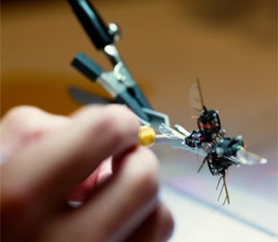 Вчені створюють мініатюрного робота-бджолу, який у майбутньому запилюватиме рослини на Марсі