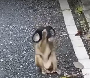 Видео мартышки с маской стало вирусным в Сети