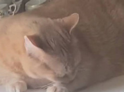 Ненавидящий собственную шерсть кот удивил интернет