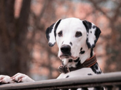 Сеть покорил «собачий вальс» от талантливого далматинца