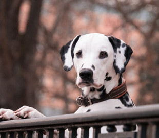 Сеть покорил «собачий вальс» от талантливого далматинца