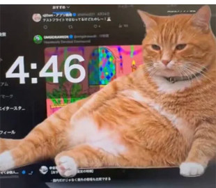 На екрані з’являється кіт. Для Google Chrome створили кумедне розширення, яке не дає «залипати» в соцмережах