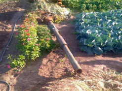 Фото дня. Спалений російський танк на городі поріс квітами і капустою