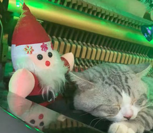 Котик спит внутри фортепиано, пока его владелец играет рождественские мелодии