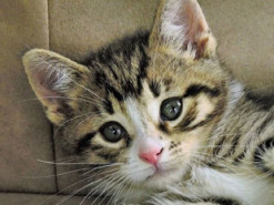 На Київщині 18-річна дівчина знімала на телефон, як калічить кошеня