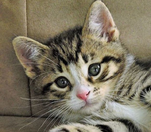 На Київщині 18-річна дівчина знімала на телефон, як калічить кошеня