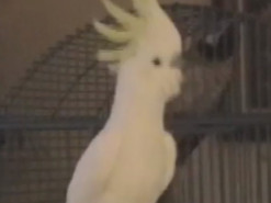 Танцующий попугай стал звездой YouTube