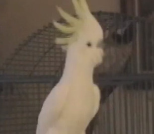 Танцующий попугай стал звездой YouTube