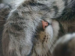 Кот нашел способ объяснить хозяйке, что она ужасно поет