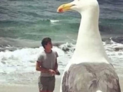 "Кого еще я встретил в Кирилловке". Нашествие медуз на Азовском море стало поводом для мемов