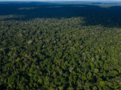 Facebook заборонить продаж землі тропічних лісів Амазонки на Marketplace