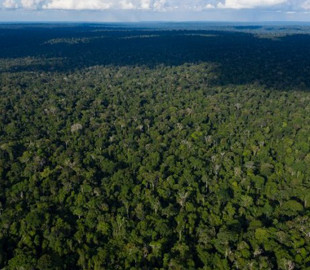 Facebook заборонить продаж землі тропічних лісів Амазонки на Marketplace