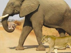 У соцмережах активно репостять фейкову "повчальну" фотографію зі слоном і левами