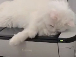 Снимки отсканированной кошки повеселили Сеть