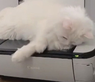 Снимки отсканированной кошки повеселили Сеть