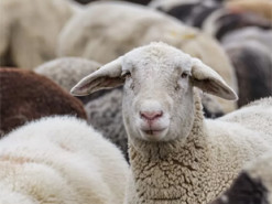 Не біла Лада, але теж пригодиться. У Росії сім'ям мобілізованих почали роздавати живих баранів