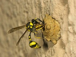 Пользователей сети призвали перестать следовать смертельному совету из интернета