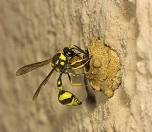 Пользователей сети призвали перестать следовать смертельному совету из интернета