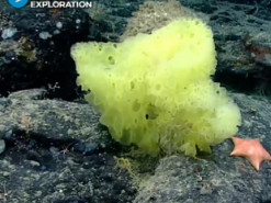 Биологи нашли настоящих Губку Боба и Патрика - так герои мультфильма выглядят в реальной жизни